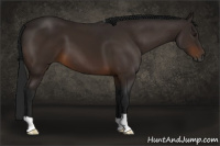 Horse Color:Gray Buckskin 