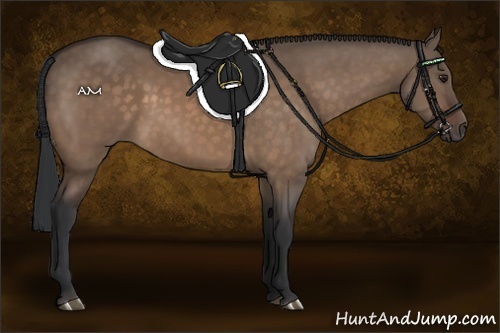 Horse Color:Brown Dun 