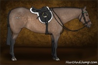 Horse Color:Brown Dun 