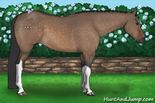 Horse Color:Brown Dun Tobiano 