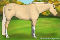 Horse Color:Palomino Dun