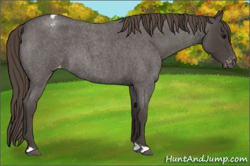 Horse Color:Smoky Blue Roan Appaloosa 
