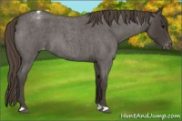 Horse Color:Smoky Blue Roan Appaloosa