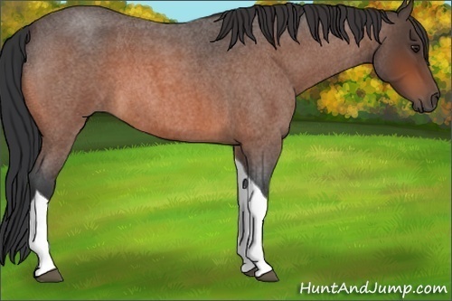 Horse Color:Brown Roan Tobiano Rabicano 