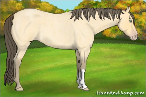 Horse Color:Amber Cream Champagne Roan 