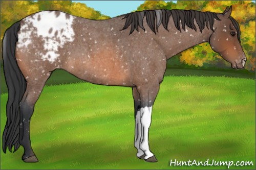 Horse Color:Bay Roan Appaloosa