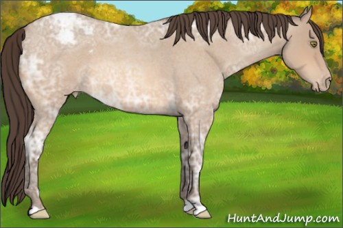 Horse Color:Amber Champagne Ice Roan Appaloosa 