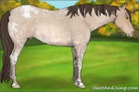 Horse Color:Amber Champagne Ice Roan Appaloosa