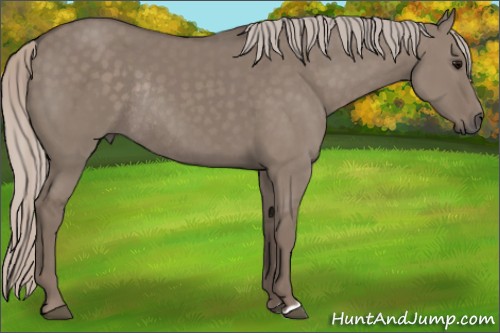 Horse Color:Silver Grullo Rabicano