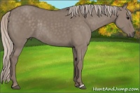 Horse Color:Silver Grullo Rabicano