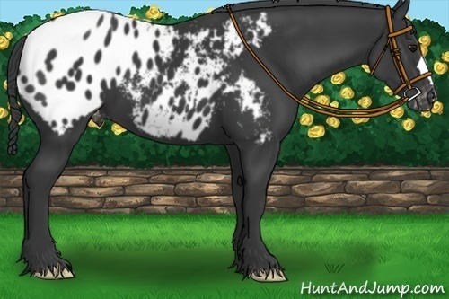 Horse Color:Black Appaloosa 