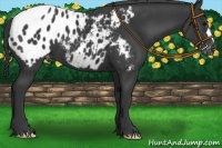 Horse Color:Black Appaloosa 
