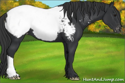 Horse Color:Black Appaloosa