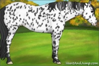 Horse Color:Black Near Leopard 