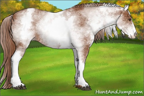 Horse Color:White Spotted Chestnut Sabino 