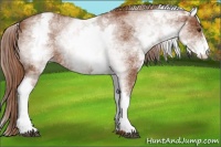 Horse Color:White Spotted Chestnut Sabino