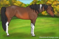Horse Color:Bay Tobiano Rabicano