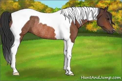 Horse Color:Bay Tobiano Rabicano