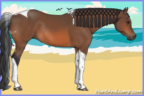 Horse Color:Bay Tobiano Rabicano 