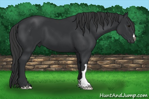 Horse Color:Black 