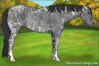 Horse Color:Black Ice Rabicano 