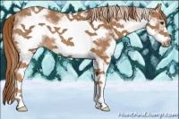 Horse Color:White Spotted Chestnut Sabino Frame