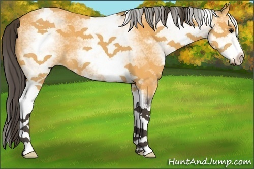 Horse Color:White Spotted Buckskin 
