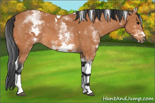 Horse Color:White Spotted Bay Tobiano