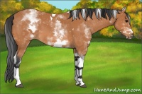 Horse Color:White Spotted Bay Tobiano 