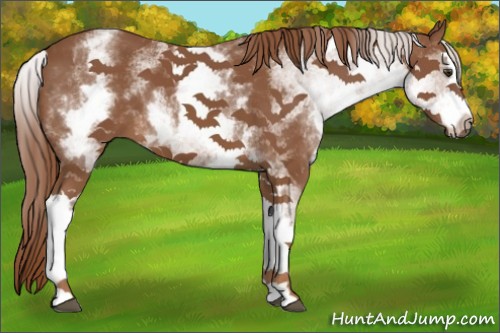 Horse Color:White Spotted Chestnut Sabino Splash 