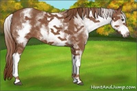 Horse Color:White Spotted Chestnut Sabino Splash 