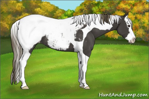 Horse Color:Smoky Black Splash Tobiano Snowcap