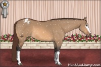 Horse Color:White Spotted Bay Dun Appaloosa 