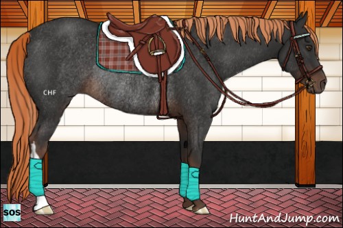 Horse Color:Liver Chestnut Rabicano 
