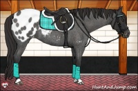 Horse Color:Liver Red Roan Appaloosa 