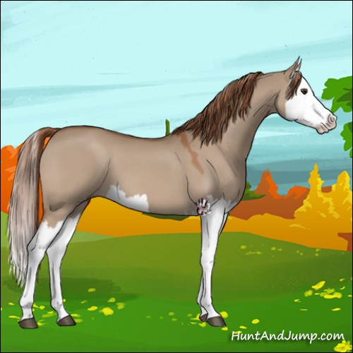 Horse Color:Red Dun Splash 