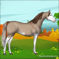 Horse Color:Red Dun Splash