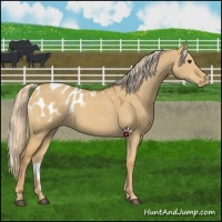 Horse Color:Palomino Dun Blanket 