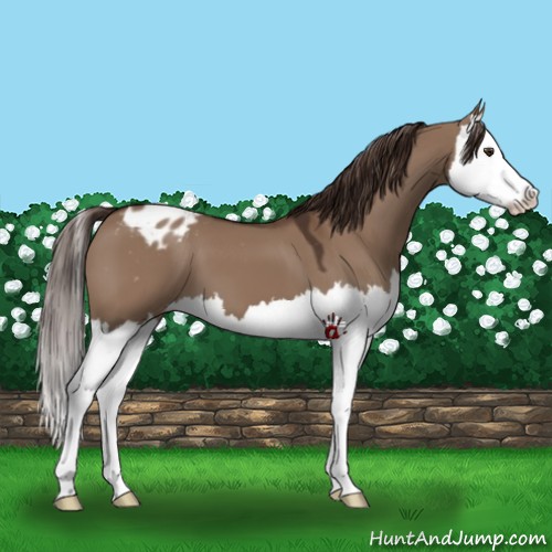 Horse Color:Liver Red Dun Splash Varnish