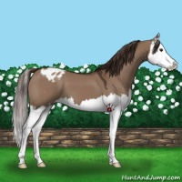 Horse Color:Liver Red Dun Splash Varnish 