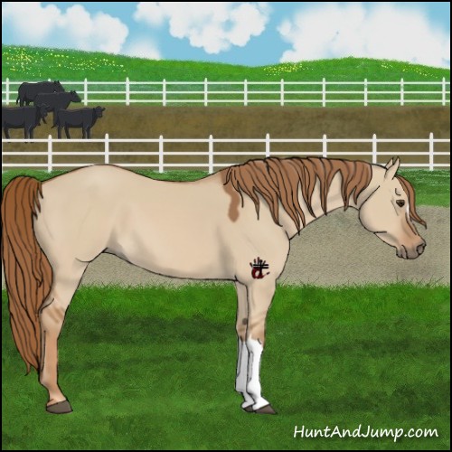 Horse Color:Red Dun 