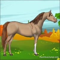 Horse Color:Red Dun