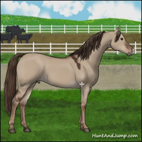 Horse Color:Liver Red Dun 