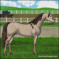 Horse Color:Liver Red Dun 