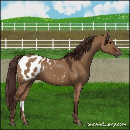 Horse Color:Gray Red Dun Appaloosa 