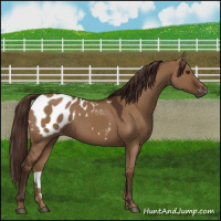 Horse Color:Gray Red Dun Appaloosa 