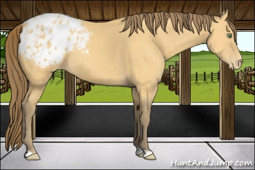 Horse Color:Amber Cream Champagne Appaloosa 