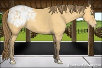 Horse Color:Amber Cream Champagne Varnish