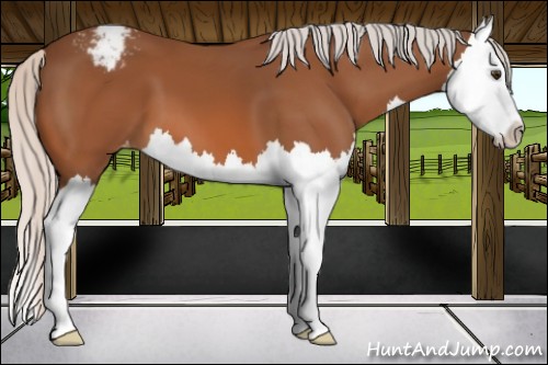 Horse Color:Silver Bay Splash Appaloosa 