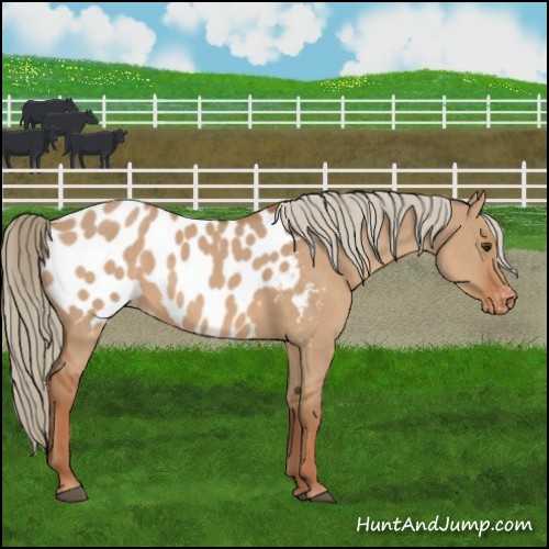 Horse Color:Red Dun Near Leopard 